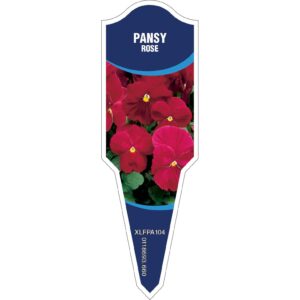 PANSY Rose