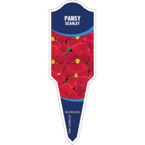 PANSY Scarlet