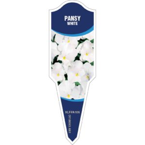 PANSY White