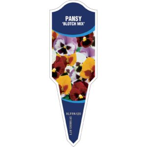 PANSY Blotch Mix