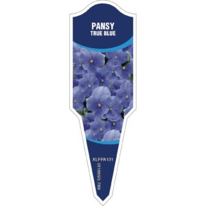 PANSY True Blue