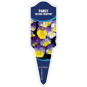 PANSY Ultima Morpho