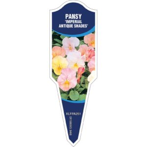 PANSY Imperial Antique Shades