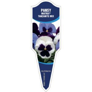PANSY Matrix Tanzanite Mix