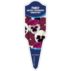 Pansy Matrix Raspberry Sundae Mix