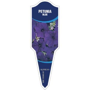 PETUNIA Blue