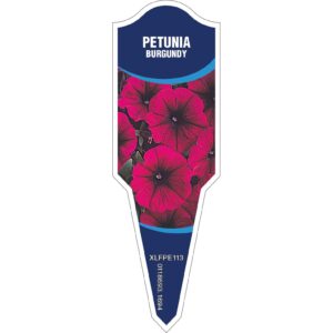 PETUNIA Burgundy