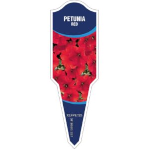 PETUNIA Red