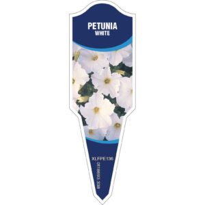 PETUNIA White