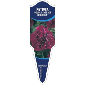 PETUNIA Double Cascade Burgundy