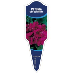 PETUNIA Duo Burgundy