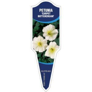 PETUNIA Carpet Buttercream