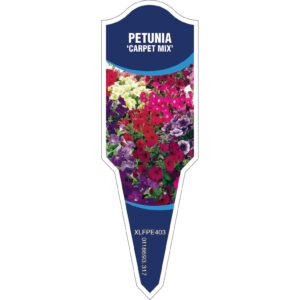 PETUNIA Carpet Mix