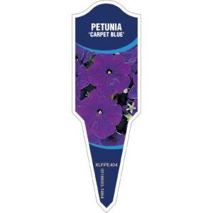 PETUNIA Carpet Blue