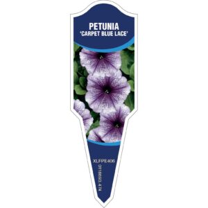 PETUNIA Carpet Blue Lace