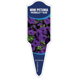 PETUNIA Mini Picobella Blue