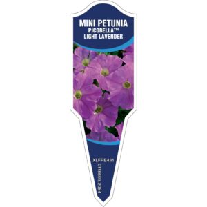PETUNIA Mini Picobella Lt Lave