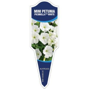 PETUNIA Mini Picobella White