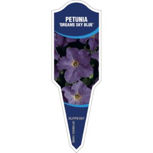 PETUNIA Dreams Sky Blue