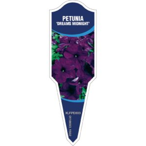 PETUNIA Dreams Midnight