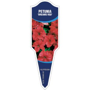 PETUNIA Dreams Red