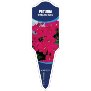 PETUNIA Dreams Rose