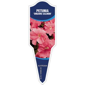 PETUNIA Dreams Salmon