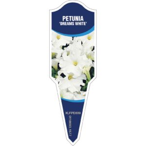 PETUNIA Dreams White