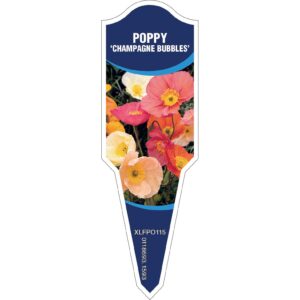 POPPY Champagne Bubbles