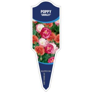 POPPY Shirley Mix