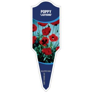 POPPY Ladybird