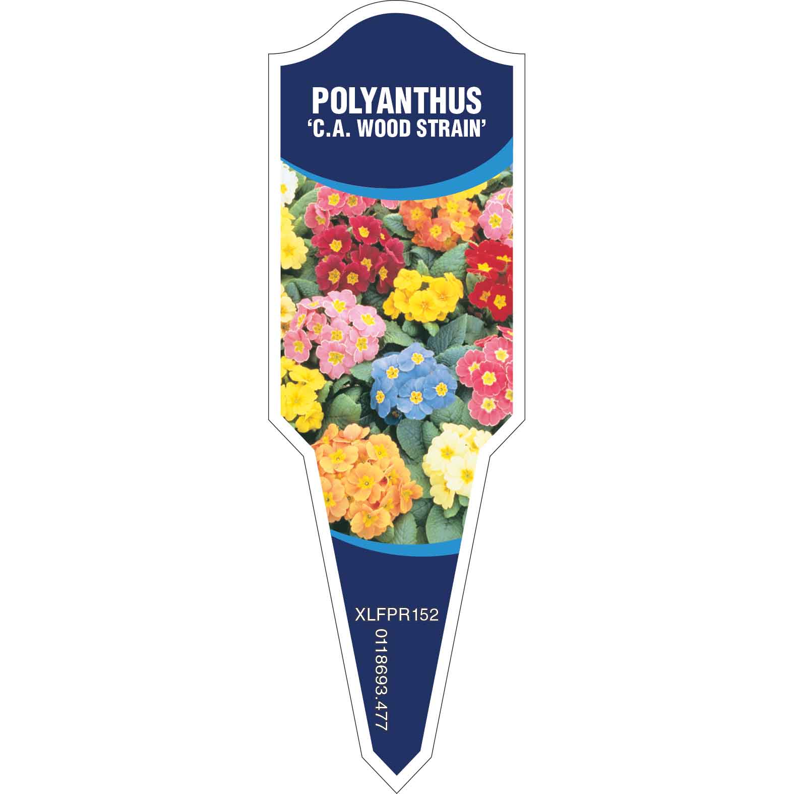 POLYANTHUS C.A. Wood Strain Mix Egmont Commercial