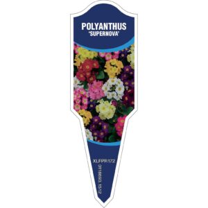 POLYANTHUS Supernova