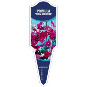 PRIMULA Zoom Crimson