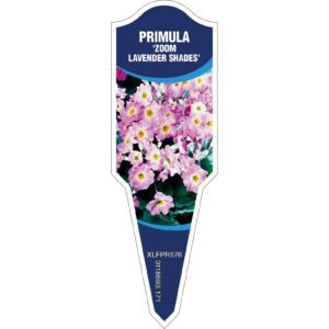 PRIMULA Zoom Lavender Shades