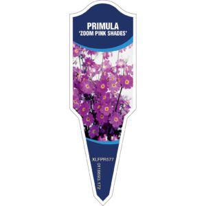 PRIMULA Zoom Pink Shades