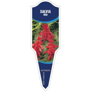 SALVIA Red