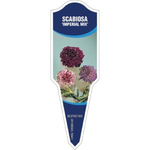 SCABIOSA Imperial Mix