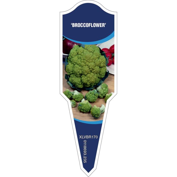 Label_XLVBR170.Jpg