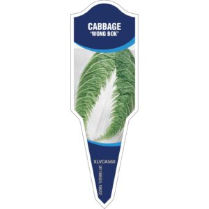 CABBAGE Wong Bok