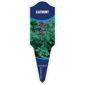 CATMINT