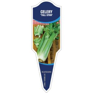 CELERY Tall Utah