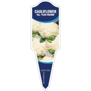 CAULIFLOWER All Year Round
