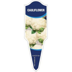 CAULIFLOWER General Care