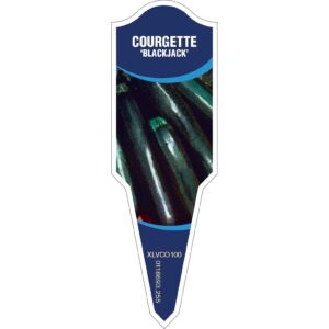 COURGETTE Blackjack