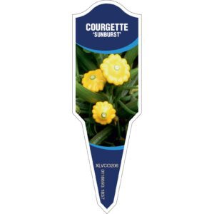 COURGETTE Sunburst