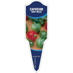 CAPSICUM Baby Belle