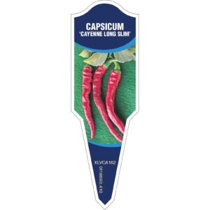 CAPSICUM Cayenne Long Slim