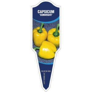 CAPSICUM Sunbright (Yellow)