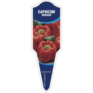 CAPSICUM Redskin